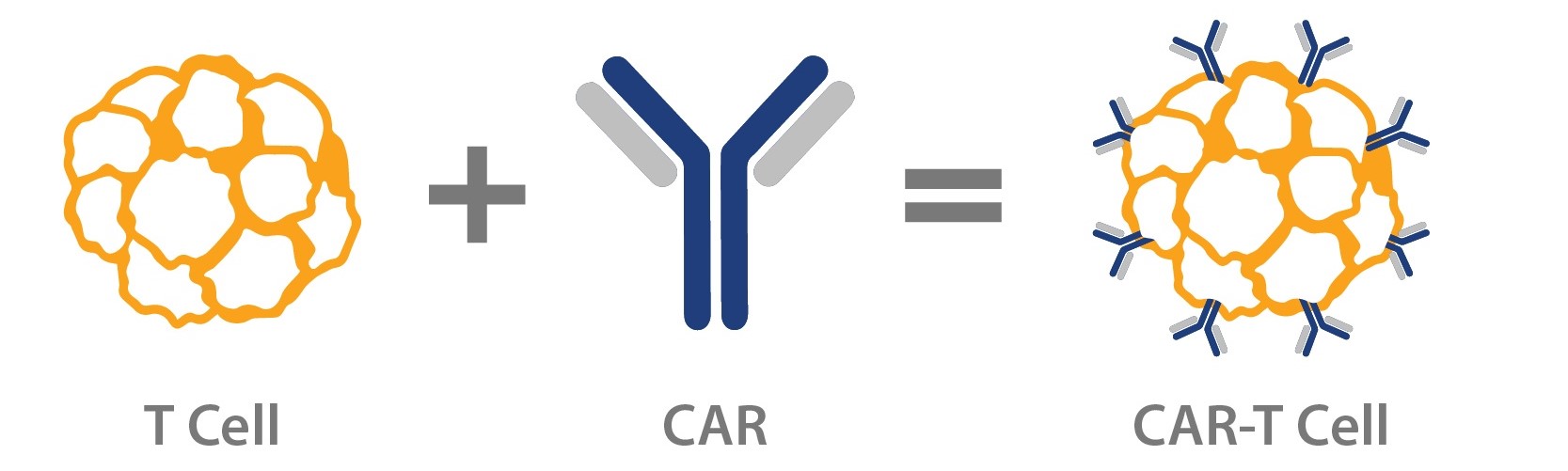 development-t-cell-plus-car-receptor-car-t-cell-therapy.jpg